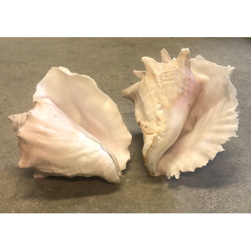 128A - A pair of conch shells.  Approximately 22cm and 27cm and a modern art installation of a piece of cor... 