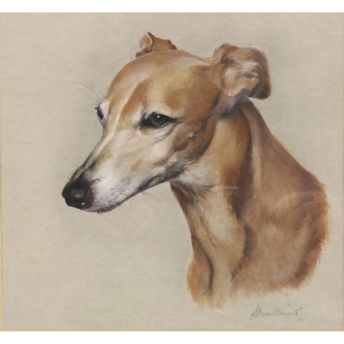 1272 - English School (C20th); Portrait of a lurcher, head and neck, watercolour heightened with white, ind... 