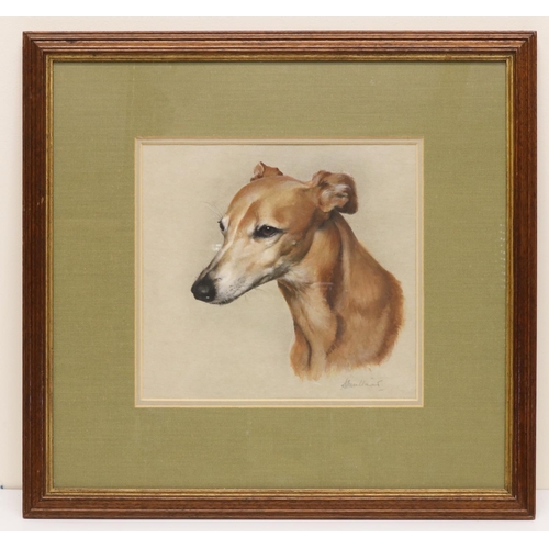 1272 - English School (C20th); Portrait of a lurcher, head and neck, watercolour heightened with white, ind... 