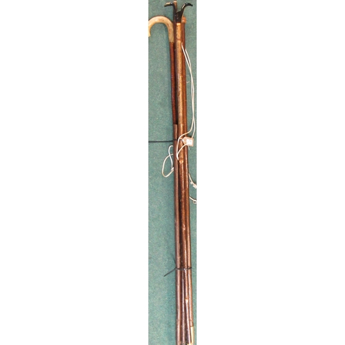 86 - Two walking stick shanks, 149cm, 93cm, knob stick, 143cm, shepherds crook 140cm, horn thumb stick 14... 