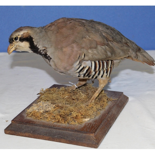 114 - Taxidermy study of a Gray Partridge on grass, with stand. H19cm.