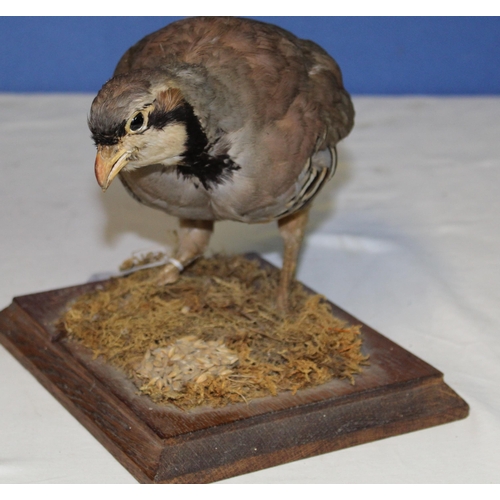 114 - Taxidermy study of a Gray Partridge on grass, with stand. H19cm.