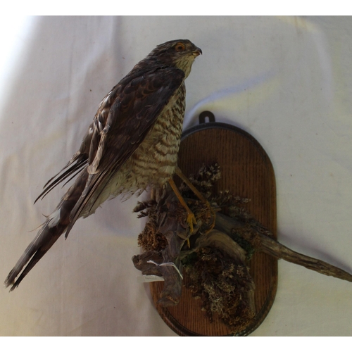 115 - Taxidermy study of a Sparrowhawk on branch, on wall plaque