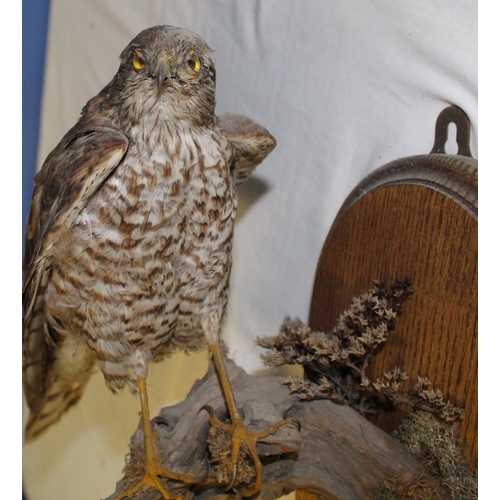 115 - Taxidermy study of a Sparrowhawk on branch, on wall plaque