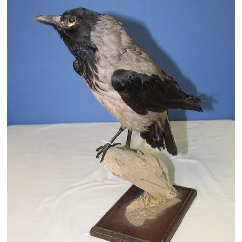 116 - Taxidermy study of a Hooded Crow on branch, and stand. H43cm