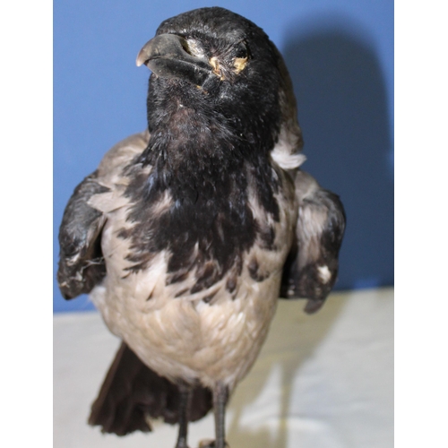 116 - Taxidermy study of a Hooded Crow on branch, and stand. H43cm