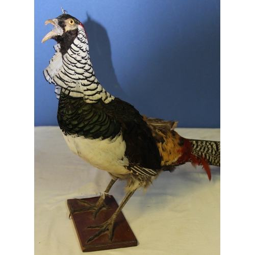 117 - Taxidermy study of a Golden pheasant on wooden stand. H40cm.