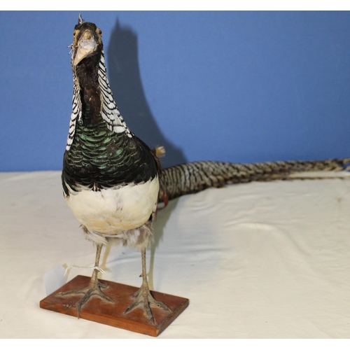 117 - Taxidermy study of a Golden pheasant on wooden stand. H40cm.