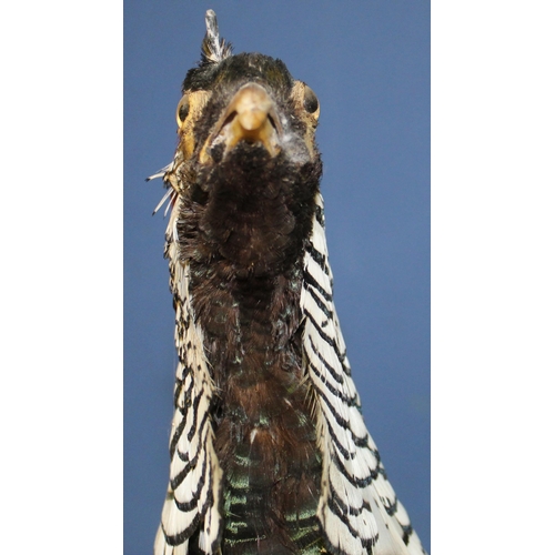 117 - Taxidermy study of a Golden pheasant on wooden stand. H40cm.