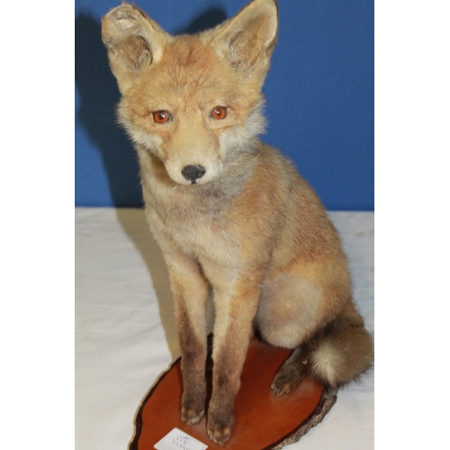 118 - Taxidermy study of a young Fox sitting on a wooden stand. H49cm