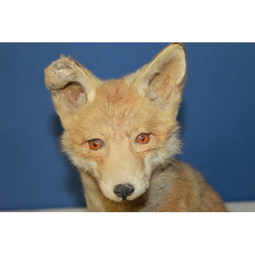 118 - Taxidermy study of a young Fox sitting on a wooden stand. H49cm