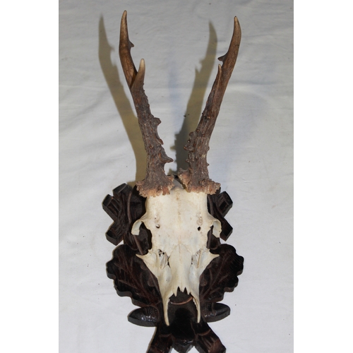 119 - Roe Deer skull mounted on wooden plaque