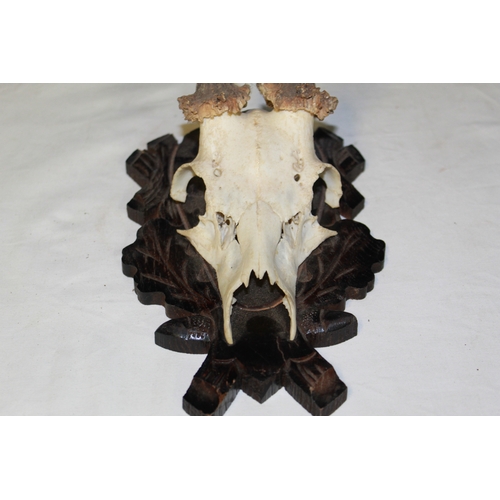 119 - Roe Deer skull mounted on wooden plaque