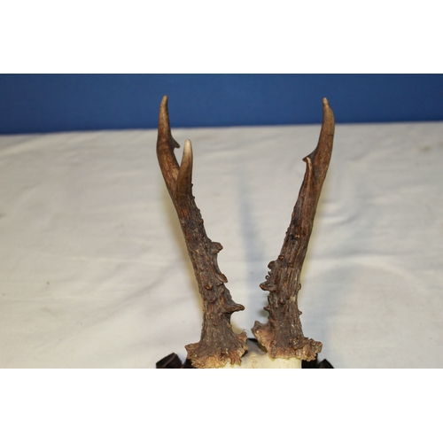 119 - Roe Deer skull mounted on wooden plaque