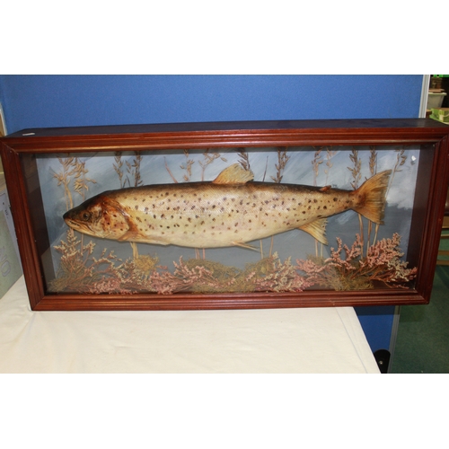 120 - Taxidermy study of fresh water salmon amongst foliage in   mounted in glazed mahogany frame 37cm x 4... 