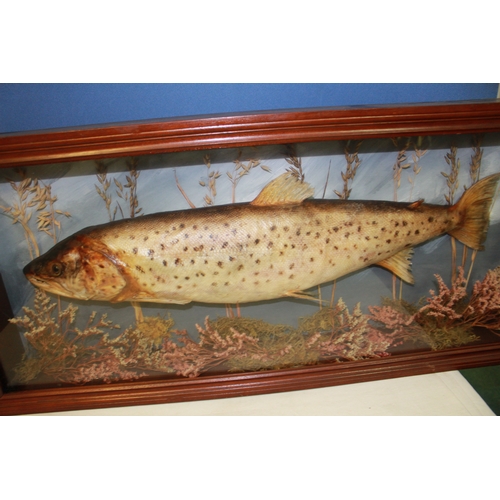 120 - Taxidermy study of fresh water salmon amongst foliage in   mounted in glazed mahogany frame 37cm x 4... 