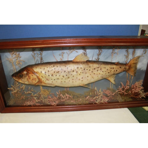 120 - Taxidermy study of fresh water salmon amongst foliage in   mounted in glazed mahogany frame 37cm x 4... 