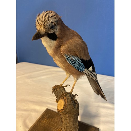 113 - Taxidermy study of a Jay on a branch and stand. H33cm