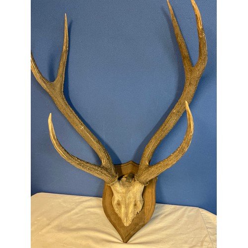 130 - Set of Red Deer antlers mounted on wooden shield with label on the back ROWLAND WARD OF PICCADILLY, ... 