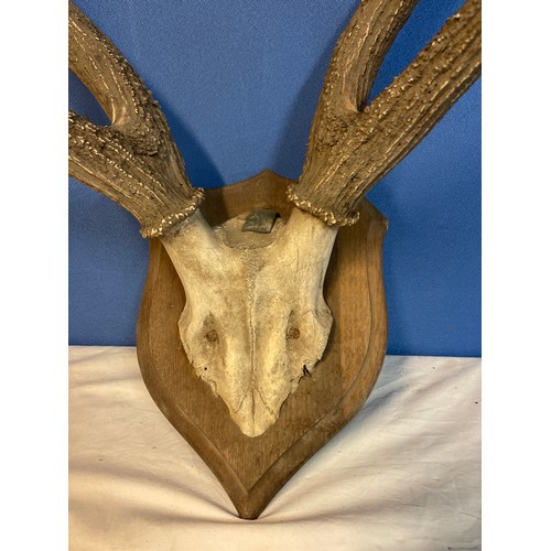 130 - Set of Red Deer antlers mounted on wooden shield with label on the back ROWLAND WARD OF PICCADILLY, ... 