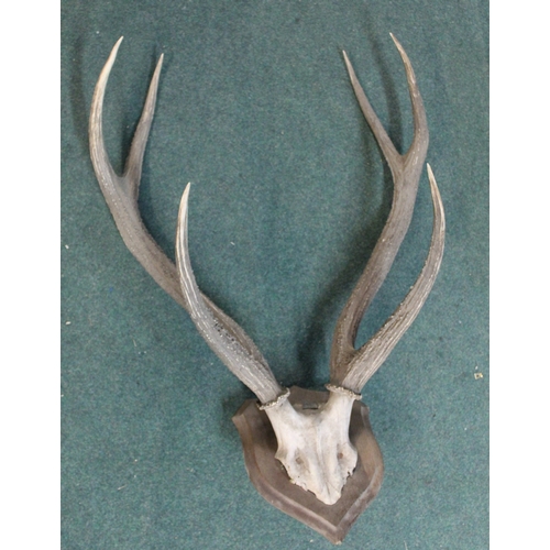 130 - Set of Red Deer antlers mounted on wooden shield with label on the back ROWLAND WARD OF PICCADILLY, ... 