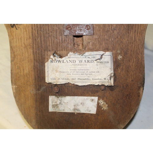 130 - Set of Red Deer antlers mounted on wooden shield with label on the back ROWLAND WARD OF PICCADILLY, ... 