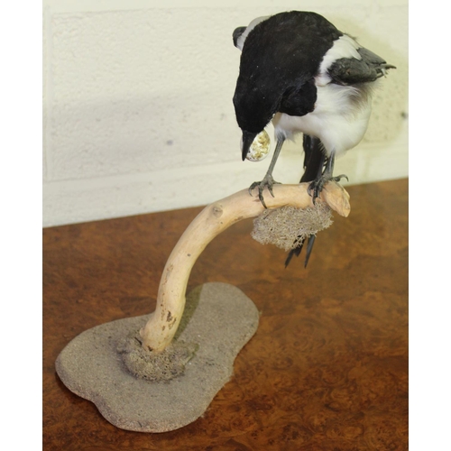 116A - Taxidermy study of a magpie stealing eggs.  H36cm approx