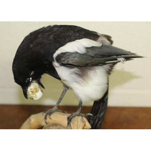 116A - Taxidermy study of a magpie stealing eggs.  H36cm approx