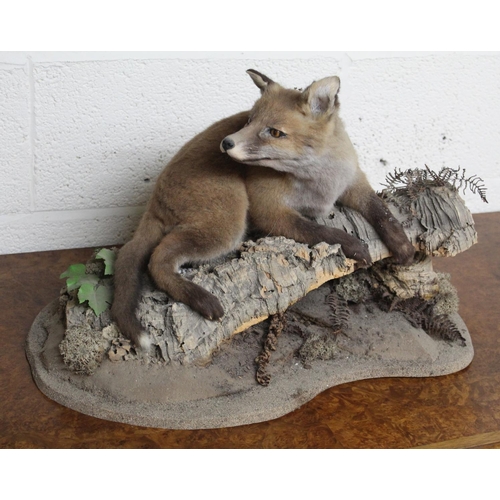 118A - Taxidermy study of a fox cub lying on a log.  H34cm approx