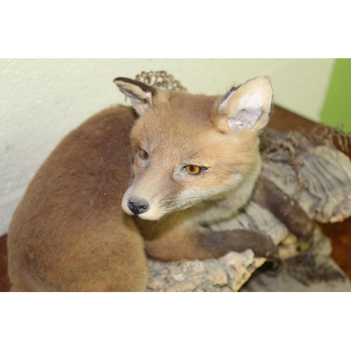 118A - Taxidermy study of a fox cub lying on a log.  H34cm approx