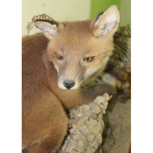 118A - Taxidermy study of a fox cub lying on a log.  H34cm approx