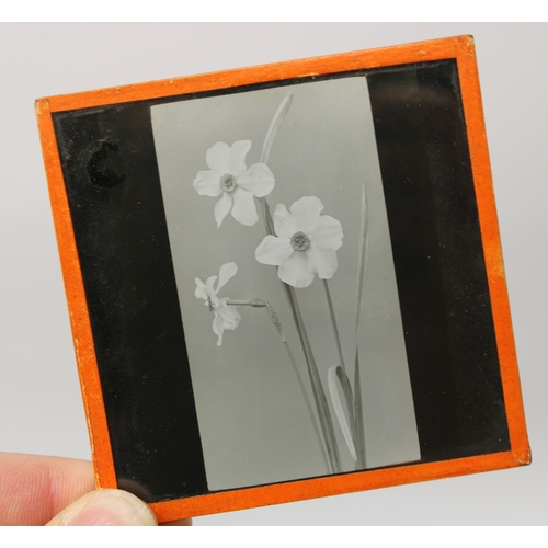 652 - Selection of early C20th glass magic lantern slides, predominately botanical (approx 60)