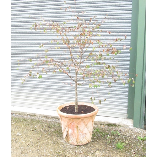 676 - C20th terracotta plant pot with a toffee apple tree, H52cm