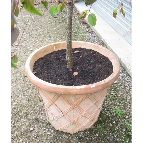 676 - C20th terracotta plant pot with a toffee apple tree, H52cm