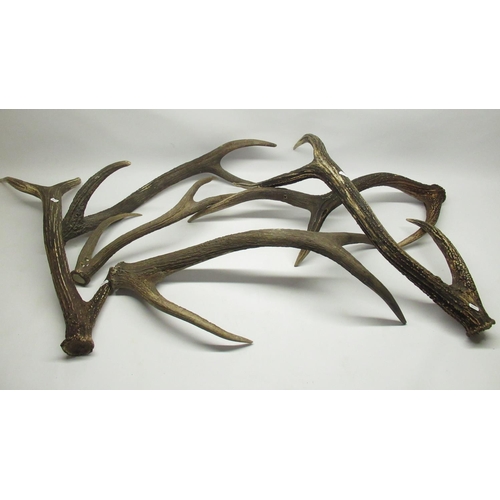 112 - Collection of Red Stag antlers, hanging holes to antlers, please see photos (6)