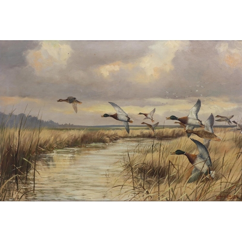 742 - Wilfrid Bailey (British C20th); Mallards in flight, oil on canvas, signed, 49cm x 75cm