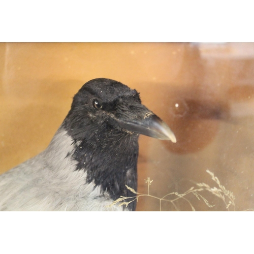 153 - Taxidermy study of a Hooded Crow on heath. In wooden case. 50cmx42cmx17cm