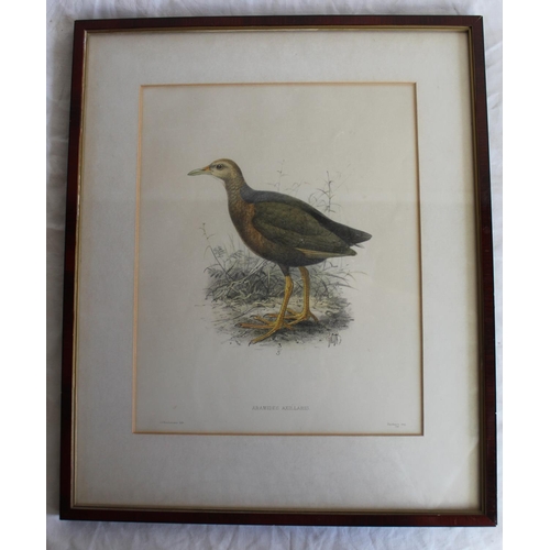 253 - Ornithological prints - set of six after Gould & Hart, four pub. by Geo Kearsley and three after Keu... 