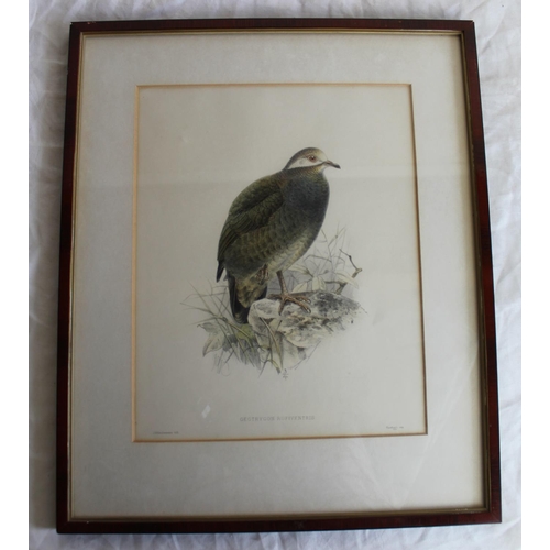 253 - Ornithological prints - set of six after Gould & Hart, four pub. by Geo Kearsley and three after Keu... 