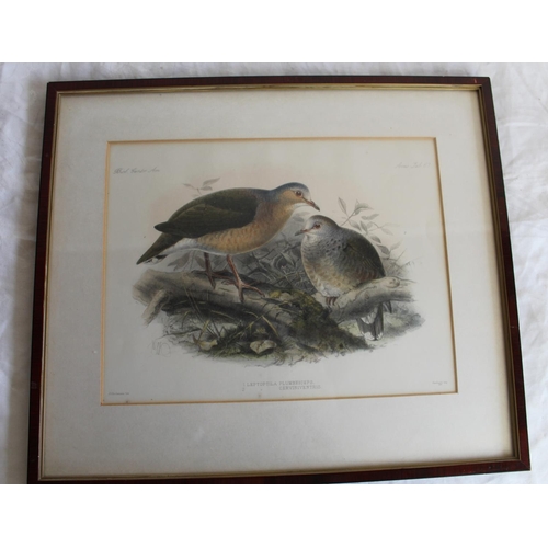 253 - Ornithological prints - set of six after Gould & Hart, four pub. by Geo Kearsley and three after Keu... 