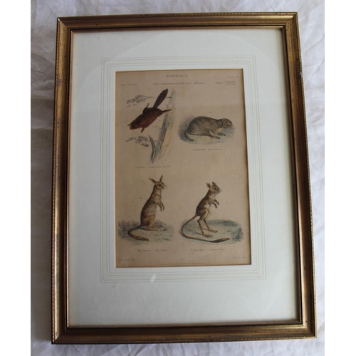 254 - Four Natural History prints 'Mammalia' after Charles Landseer and a set of five Zoological Gardens R... 