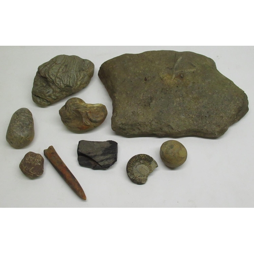 331 - Collection of Fossils and Minerals inc. Ammonites and a tooth (9)