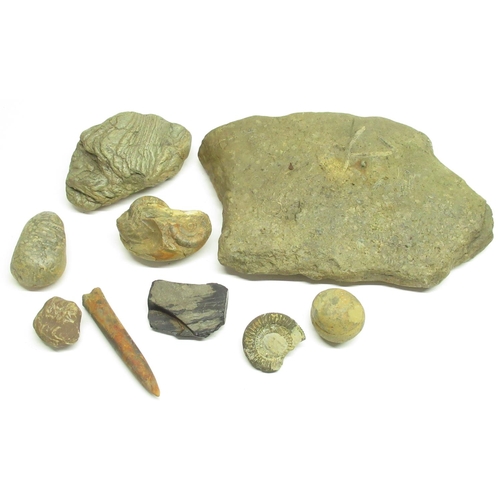 331 - Collection of Fossils and Minerals inc. Ammonites and a tooth (9)