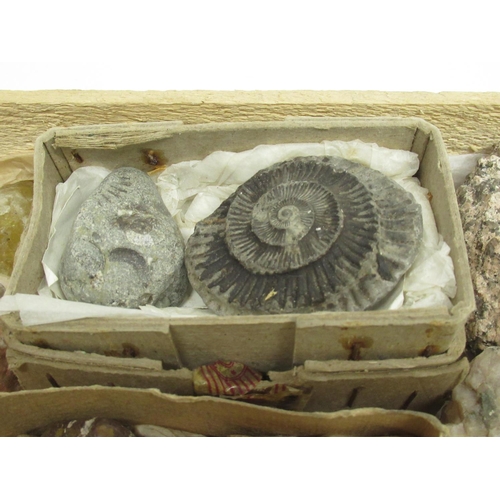 332 - Large collection of fossils, minerals and gemstones inc. Ammonite, Labradorite, Amethyst, Blue Lace ... 