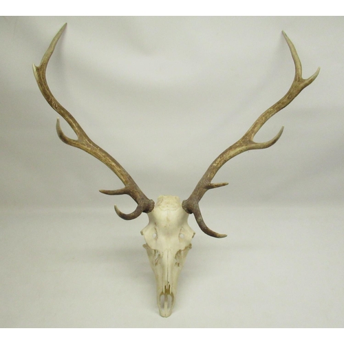 281 - 10 point Stag skull, H approx. 87cm