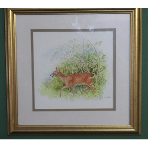 298 - Elizabeth M Halstead (British C20th); Chinese Water Deer, watercolour, signed in pencil, 21cm x 22cm