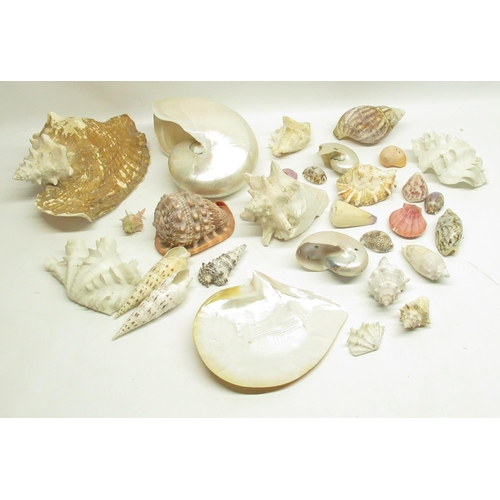 77 - Mixed collection of Sea shells inc. Conch's, Scallop, Conus, etc. (29)