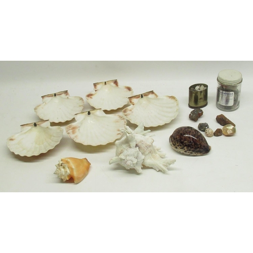 212 - Collection of sea shells and some mineral specimens in glass bottle and small metal tin