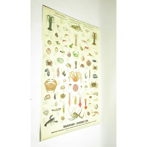 1290 - Bridport Gundry Ltd Seafish poster 103cm x 70.5cm, Freshwater fish poster 102.5cm x 70.5cm, Edible M... 