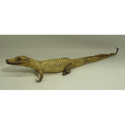 1346 - Taxidermy study of a Cayman crocodile, L69cm, a/f